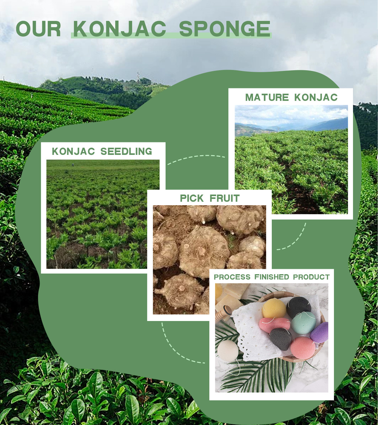 kasus perusahaan terbaru tentang Spons Konjac Berasal Dari Umbi Tanaman Konjac